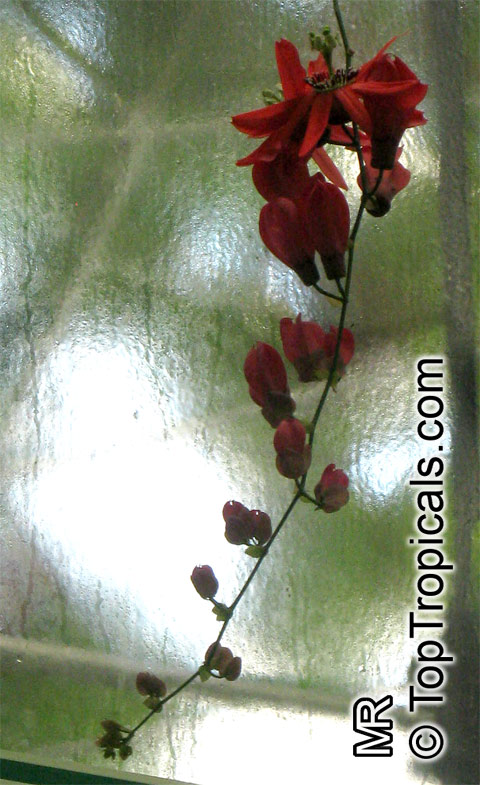 Passiflora racemosa, Red Passion Flower