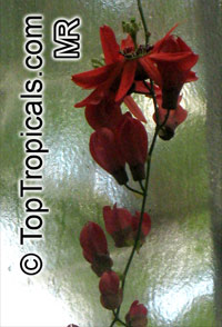 Passiflora racemosa, Red Passion Flower