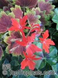 Pelargonium Vancouver Centennial, Stellar Geranium

Click to see full-size image