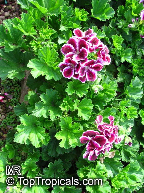 Pelargonium x domesticum, Regal Geranium