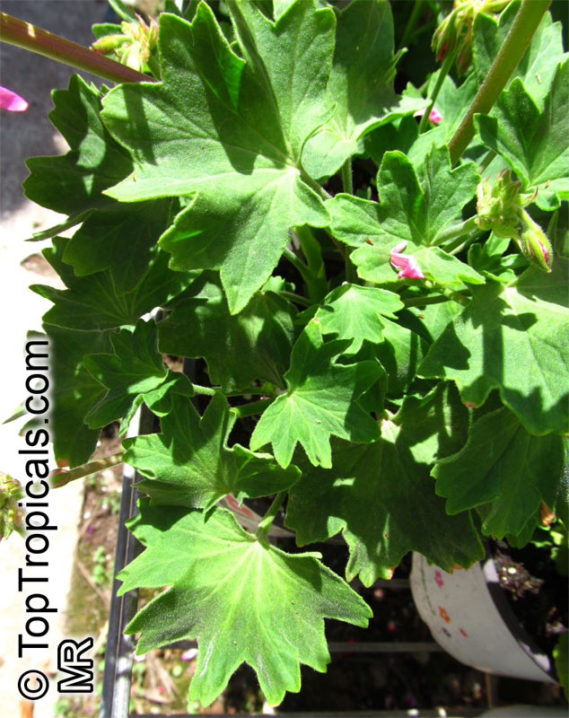 Pelargonium sp., Pelargonia, Geranium. Stellar Geranium