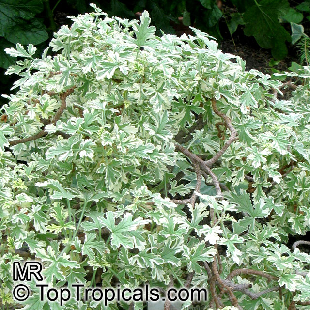 Pelargonium sp., Pelargonia, Geranium. Pelargonium graveolens