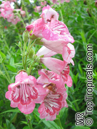 Penstemon sp., Beard-tongue

Click to see full-size image