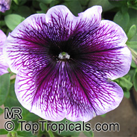 Petunia x hybrida, Petunia

Click to see full-size image
