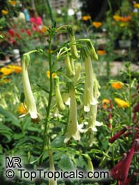 Phygelius sp., Cape Fuchsia, Digging Dog

Click to see full-size image