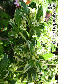 Pittosporum tobira, Japanese Mockorange, Japanese Pittosporum, Tobira

Click to see full-size image