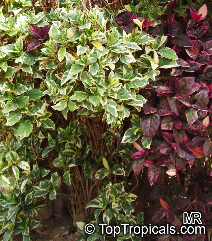 Pseuderanthemum carruthersii var. atropurpureum, Pseuderanthemum atropurpureum, Purple False Eranthemum. Pseuderanthemum atropurpureum and Pseuderanthemum variegatum