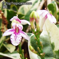 Pseuderanthemum carruthersii var. atropurpureum &apos;Variegatum&apos;, Pseuderanthemum variegatum, Variegated False Eranthemum