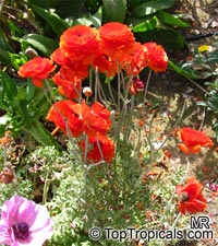 Ranunculus asiaticus, Persian Buttercup

Click to see full-size image