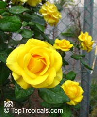 Rosa (double flower) , Rose

Click to see full-size image
