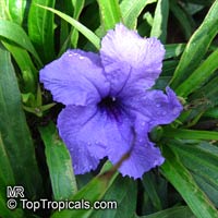 Ruellia brittoniana, Mexican petunia, Mexican Blue Bell

Click to see full-size image