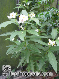 Solanum bonariense, Solanum grandiflorum, Granadillo

Click to see full-size image