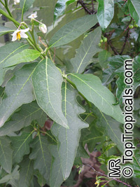 Solanum bonariense, Solanum grandiflorum, Granadillo

Click to see full-size image