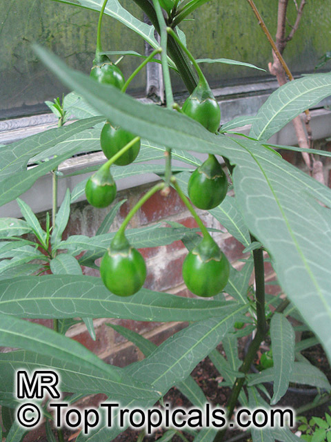 Solanum laciniatum, Kangaroo Apple