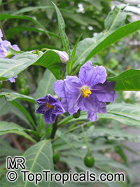Solanum laciniatum, Kangaroo Apple

Click to see full-size image