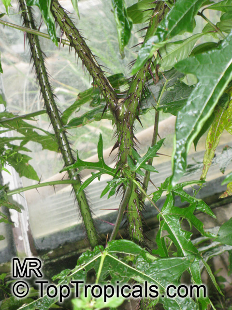Solanum sp., Solanum