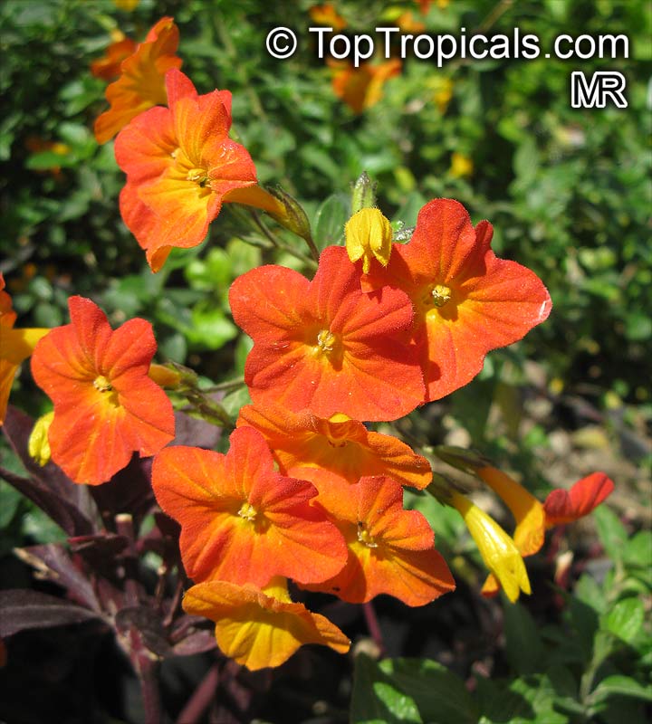 Streptosolen jamesonii, Marmalade Bush, Orange Browallia, Firebush