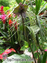 Tacca chantrieri, Bat Head Lily, Bat Flower, Devil Flower, Black Tacca

Click to see full-size image