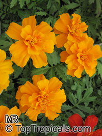 Tagetes sp., Marigold

Click to see full-size image