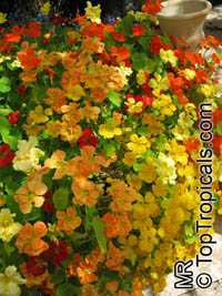 Tropaeolum majus, Tropaeolum hybridum, Garden Nasturtium, Indian Cress, Monks Cress

Click to see full-size image