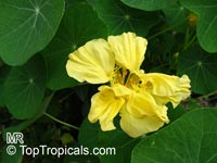 Tropaeolum majus, Tropaeolum hybridum, Garden Nasturtium, Indian Cress, Monks Cress

Click to see full-size image