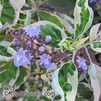 Vitex trifolia Variegata, Variegated Arabian Lilac

Click to see full-size image