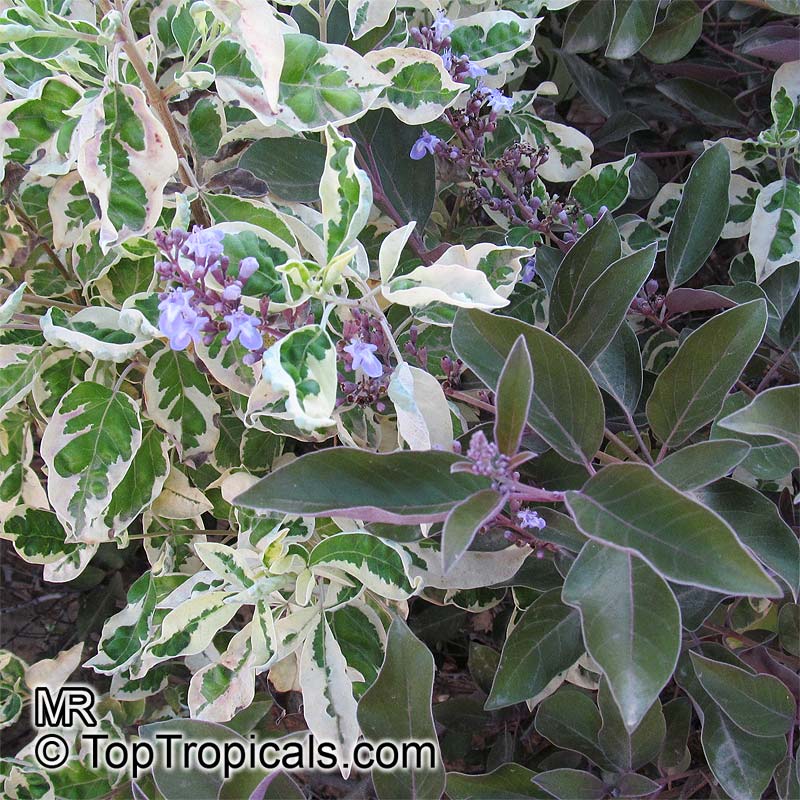 Vitex trifolia Variegata, Variegated Arabian Lilac