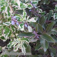 Vitex trifolia Purpurea, Arabian Lilac

Click to see full-size image