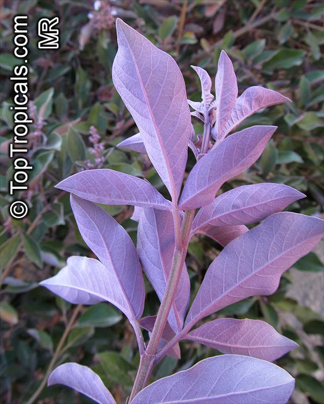 Vitex trifolia Purpurea, Arabian Lilac