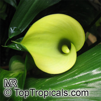 Zantedeschia sp., Arum Lily, Calla Lily

Click to see full-size image