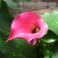 Zantedeschia sp., Arum Lily, Calla Lily

Click to see full-size image