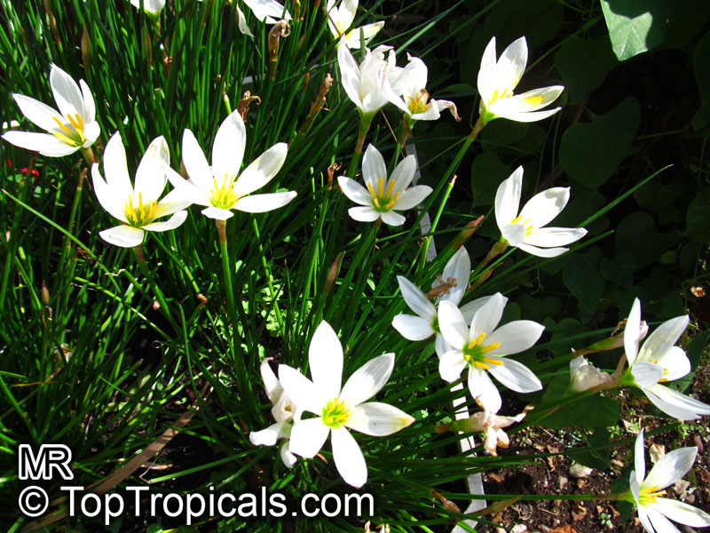 Zephyranthes sp., Fairy Lily, Zephyr Lily, Magic Lily, Atamasco Lily, Rain Lily