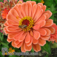 Zinnia sp., Zinnia

Click to see full-size image