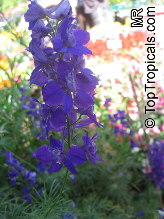 Consolida sp., Larkspur, Knight's Spur