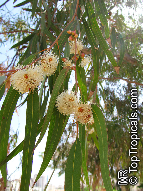 Eucalyptus sp., Eucalyptus