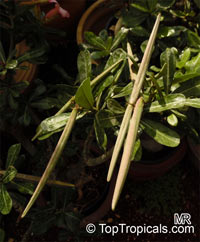 Adenium sp., Adenium, Desert Rose, Impala Lily

Click to see full-size image