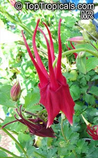 Aquilegia sp., Granny&apos;s Bonnet, Columbine