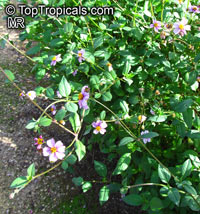 Bidens aequisquama, Pink Beggarticks

Click to see full-size image