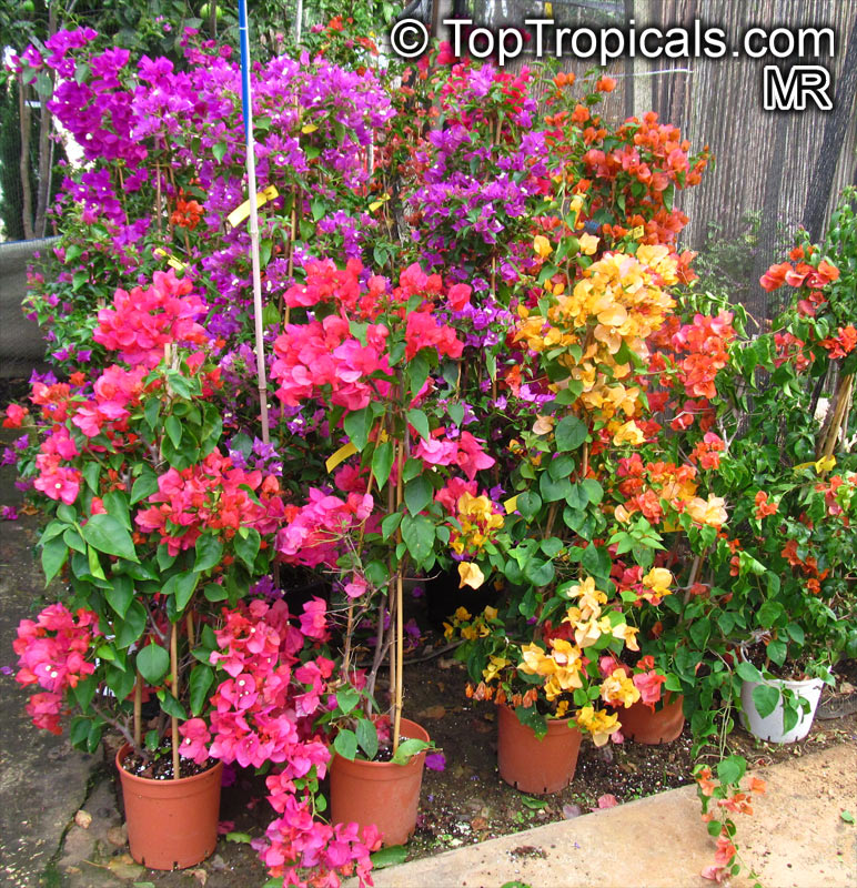 TopTropicals.com