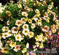 Calibrachoa sp., Million Bells, Trailing Petunia

Click to see full-size image