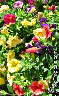 Calibrachoa sp., Million Bells, Trailing Petunia

Click to see full-size image