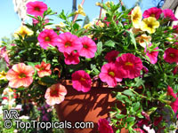 Calibrachoa sp., Million Bells, Trailing Petunia