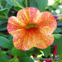 Calibrachoa sp., Million Bells, Trailing Petunia