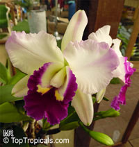Cattleya sp., Cattleya Orchid

Click to see full-size image