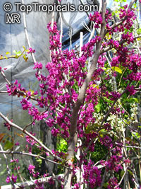 Cercis sp., Redbud

Click to see full-size image