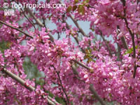 Cercis sp., Redbud

Click to see full-size image