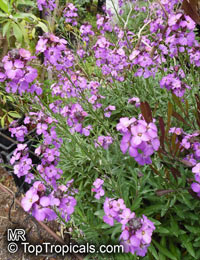 Erysimum sp., Cheiranthus sp., Wallflower

Click to see full-size image