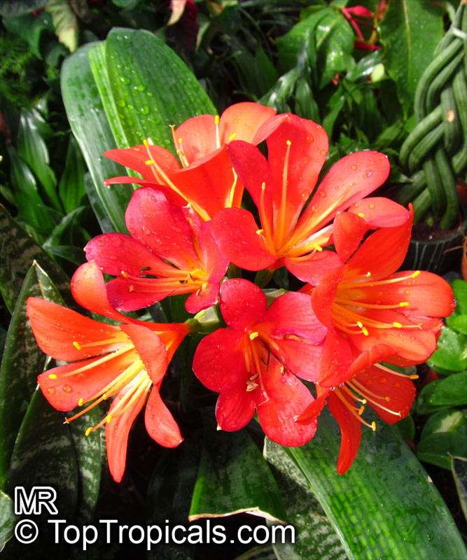 Clivia miniata, Bush Lily, Boslelie