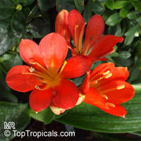 Clivia miniata, Bush Lily, Boslelie

Click to see full-size image