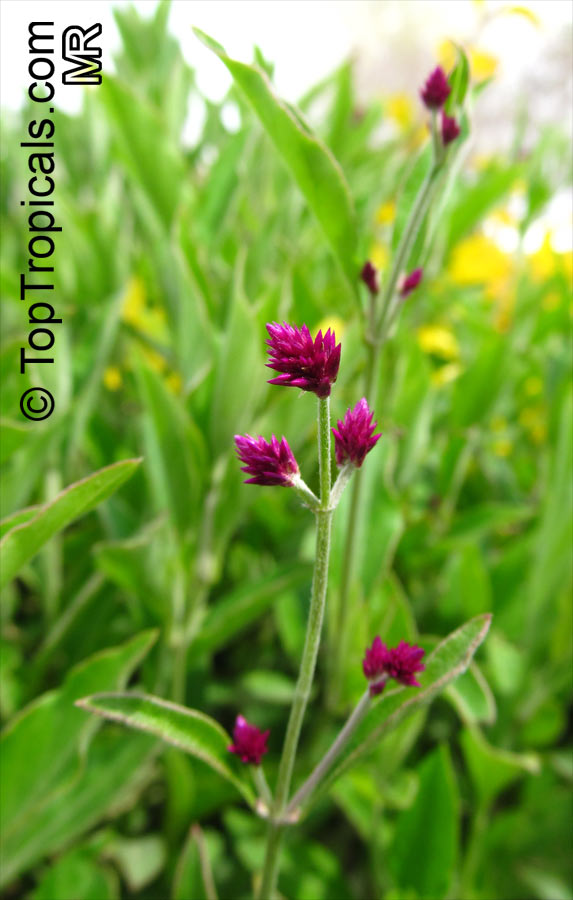 Gomphrena decumbens, Airy Bachelor Buttons